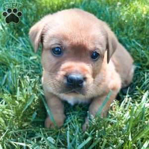 Max, Fox Red Labrador Retriever Puppy